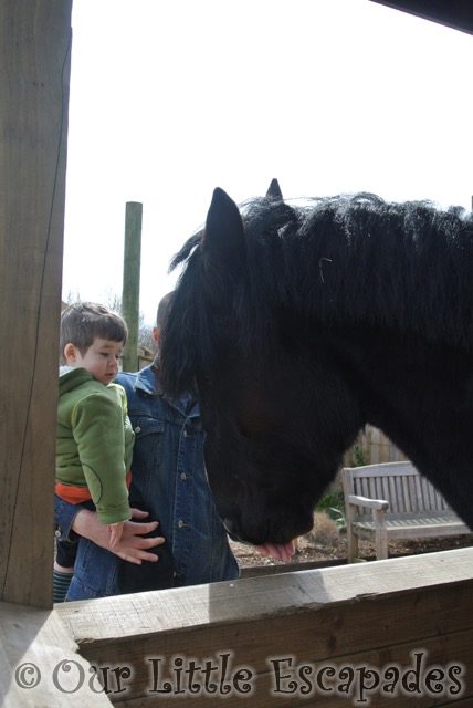 darren ethan shire horse colchester zoo feeding time for the animals