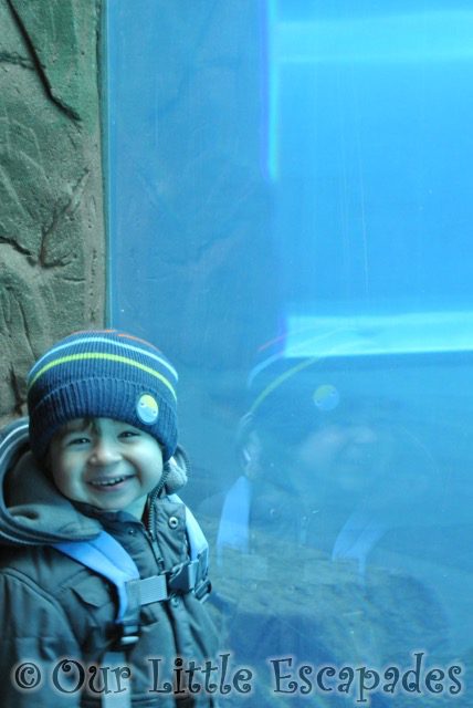 ethan smiling visiting colchester zoo