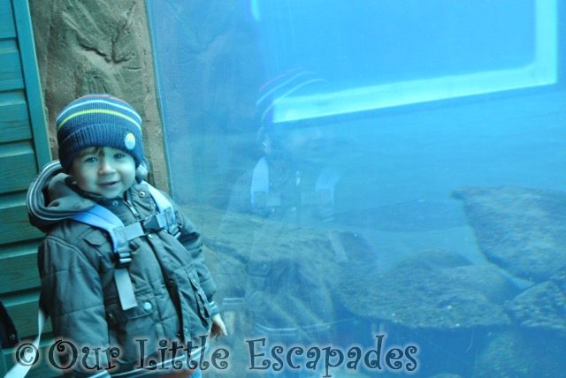 ethan waiting for sealions visiting colchester zoo