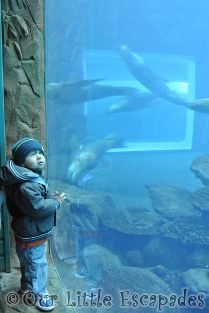 ethan watching four swimming sealions visiting colchester zoo