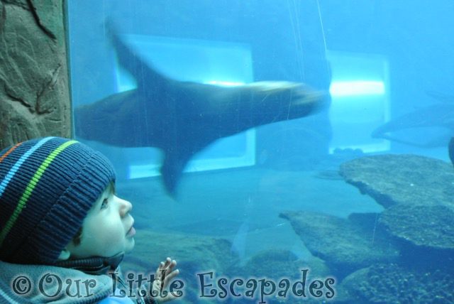 ethan watching swimming sealion visiting colchester zoo