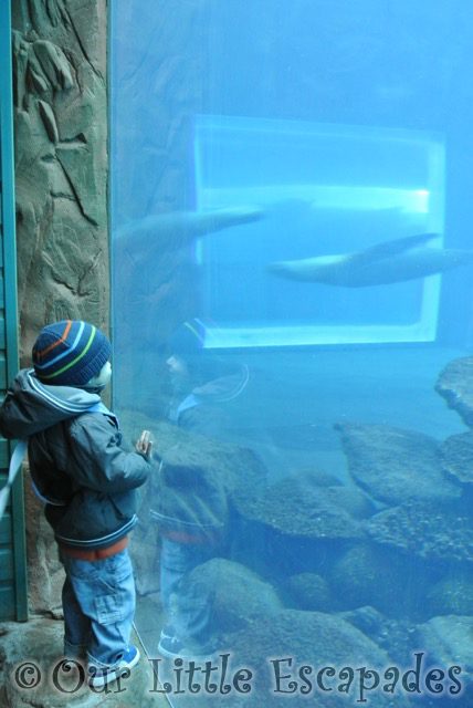 ethan watching swimming sealions visiting colchester zoo