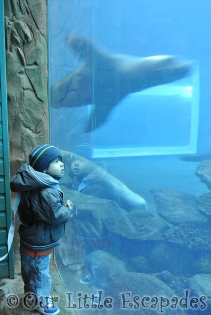 ethan watching two swimming sealions visiting colchester zoo