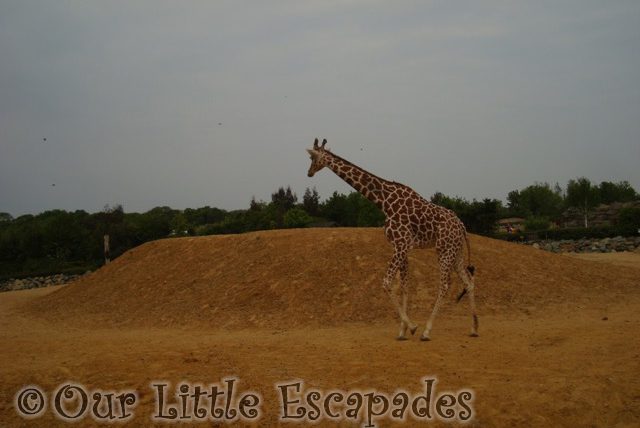 giraffe colchester zoo first birthday treat