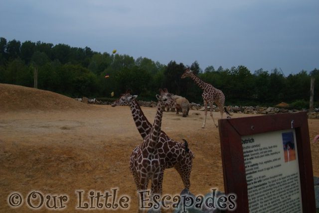 giraffes colchester zoo first birthday treat