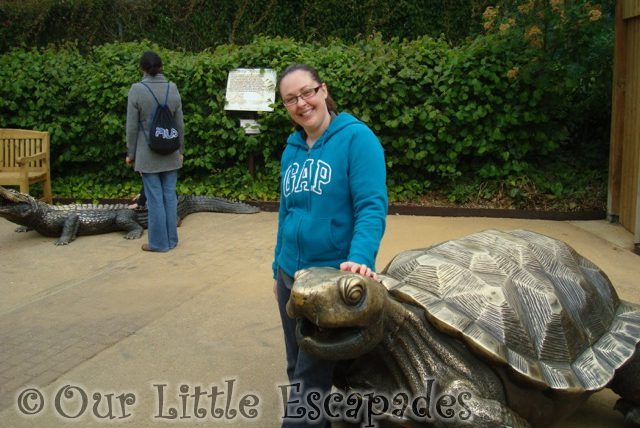 jane copper giant tortoise colchester zoo first birthday treat