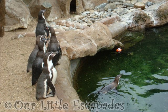 penguins colchester zoo first birthday treat