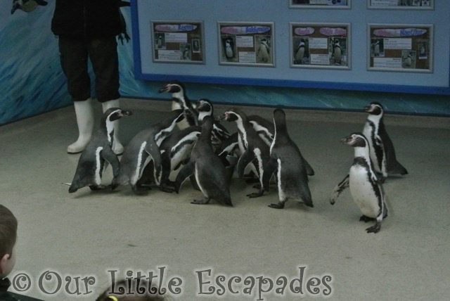penguins eating penguin feed