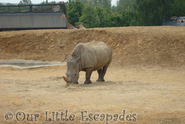 rhinoceros colchester zoo first birthday treat