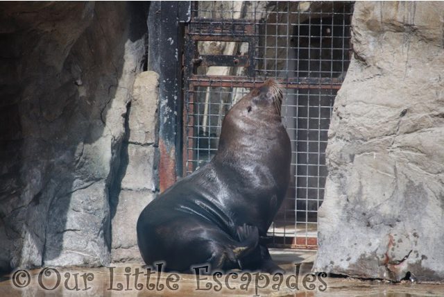 sea lion sitting by door in sun social distancing at colchester zoo