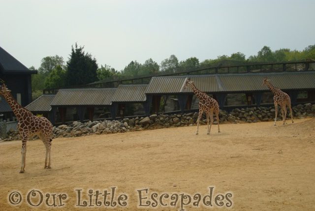 three giraffes walking colchester zoo first birthday treat