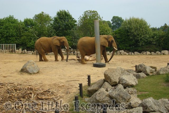 two elephants walking colchester zoo first birthday treat