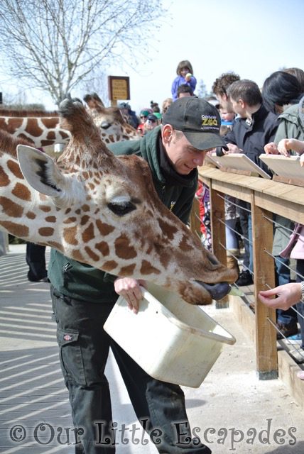 zoo keeper handing out giraffe food colchester zoo feeding time for the animals