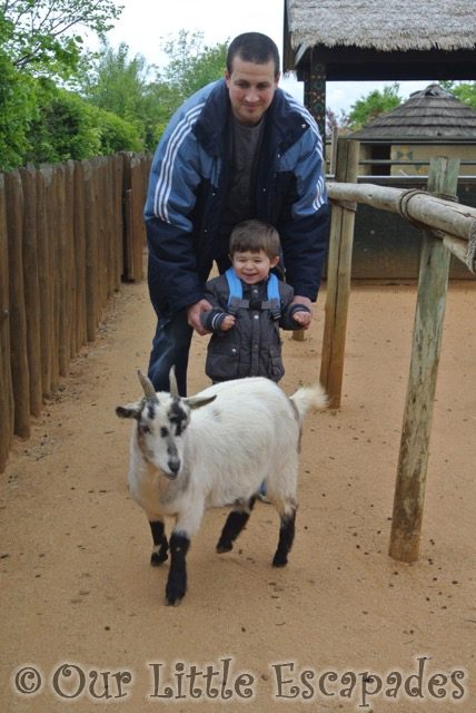 darren ethan white goat ethans first colchester zoo gold pass