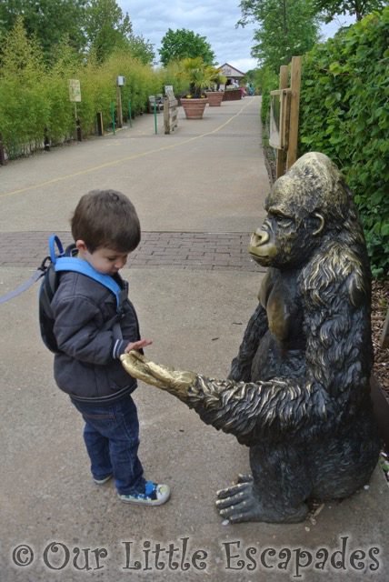 ethan holding bronze gorillas hand ethans first colchester zoo gold pass