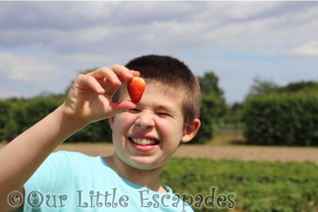 ethan holding up strawberry socially distanced strawberry picking