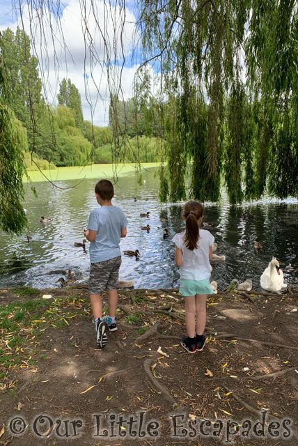 ethan little e feeding ducks swans siblings june 2020
