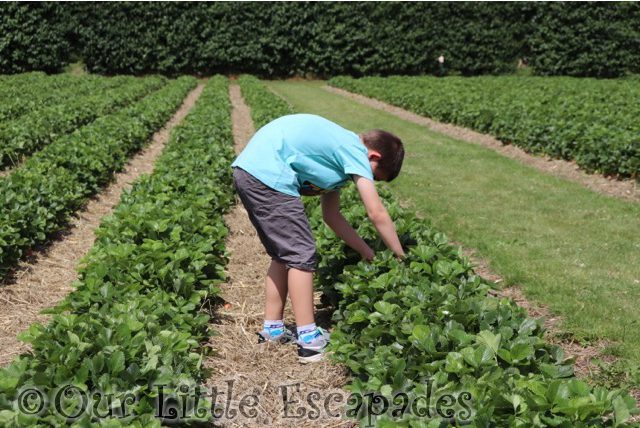 ethan looking for strawberries socially distanced strawberry picking