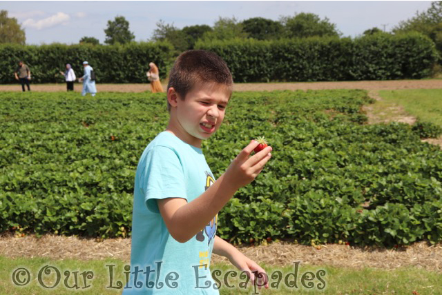 ethan strawberry socially distanced strawberry picking