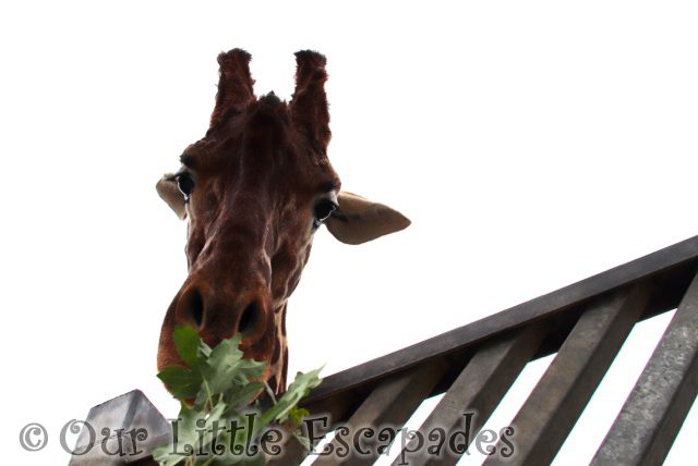 giraffe taking food giraffe exclusive feeding experience colchester zoo