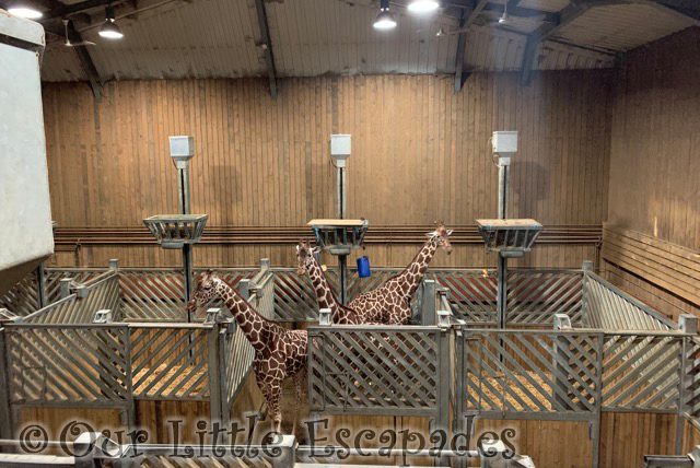 giraffes inside enclosure