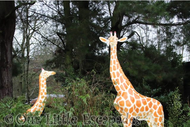 giraffes merry bright trail colchester zoo christmas