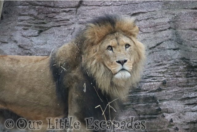 lion colchester zoo