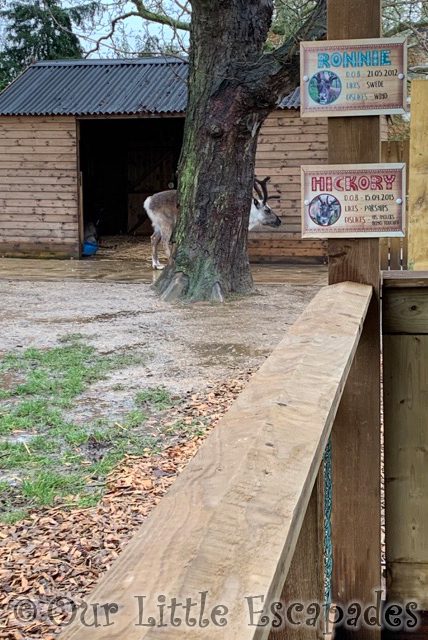 reindeer colchester zoo