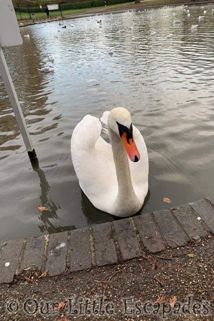 swan boating lake colchester castle park