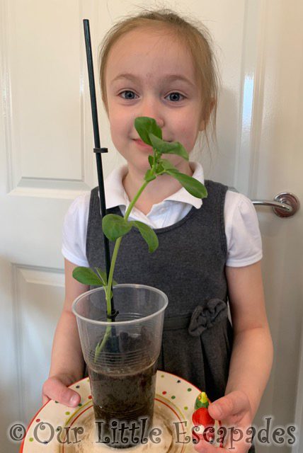little e holding broad bean plant