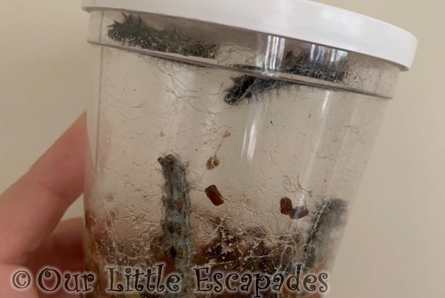 growing caterpillars 2021 Week 17