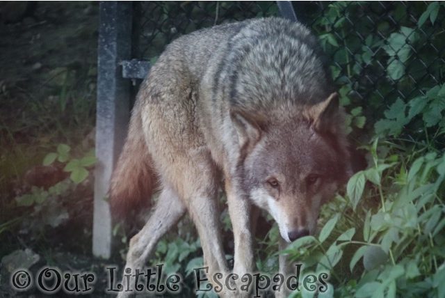 european grey wolf port lympne Animal Adventures