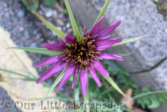 purple flower growing out curb