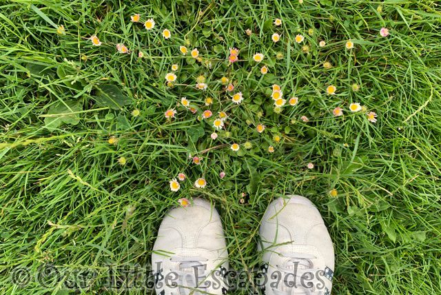 uncut grass daisies trainers 2021 Week 25