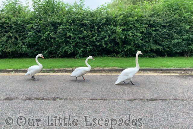 three swans walking road 2021 Week 27