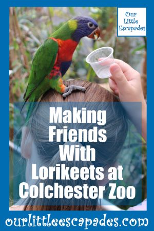 Making Friends With Lorikeets at Colchester Zoo