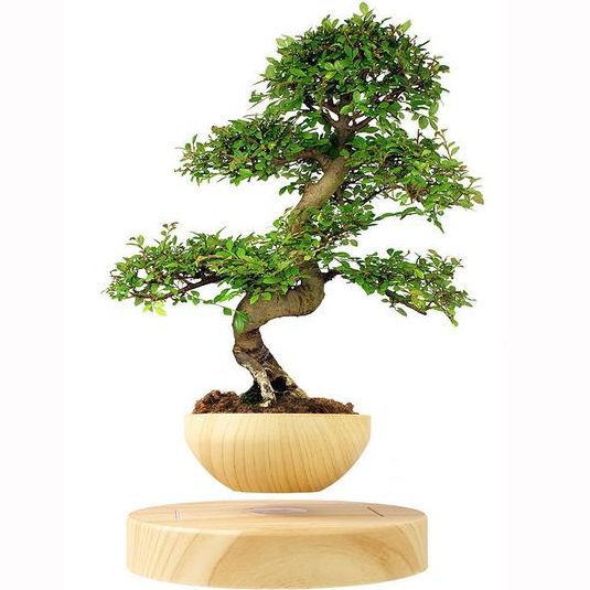 bonsai plant airsai floating plant pot