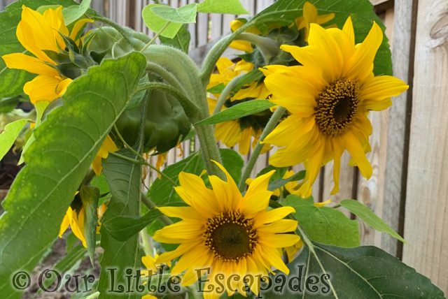 multi headed sunflower 2021 Weeks 36