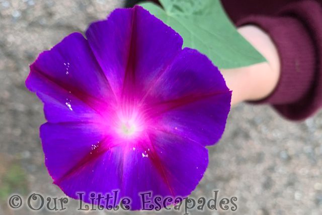 purple flower 2021 Weeks 36