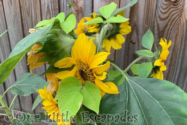 sunflower multiple heads 2021 Weeks 36