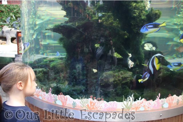 little e watching blue tang fish halloween fun colchester zoo