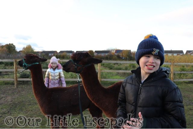 ethan little e two brown alpacas