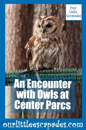 An Encounter with Owls at Center Parcs