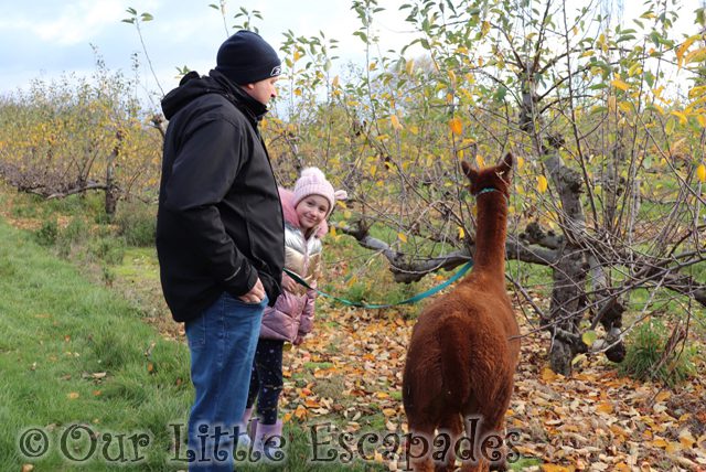 darren smiling little e brown alpaca poncho alpaca trekking chelmsford