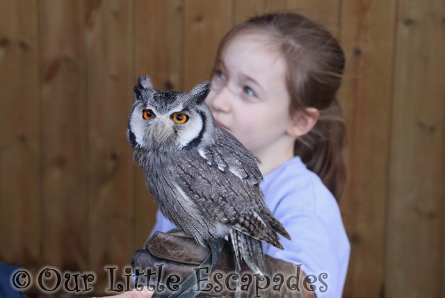 little e holding southern white faced owl