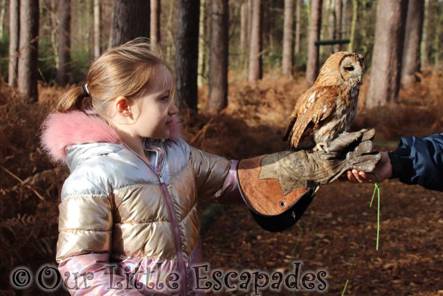 little e holding tawny owl encounter with owls center parcs