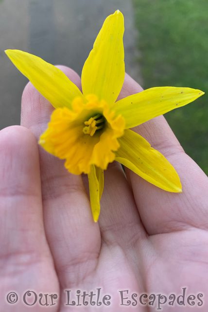 mini daffodil janes hand 2022 Week 8