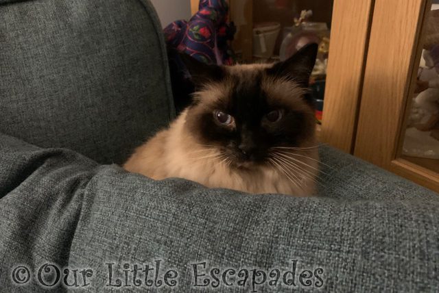neo ragdoll cat behind sofa cushion 2022 Week 5