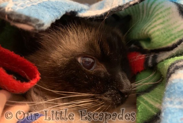 neo ragdoll cat wrapped blanket