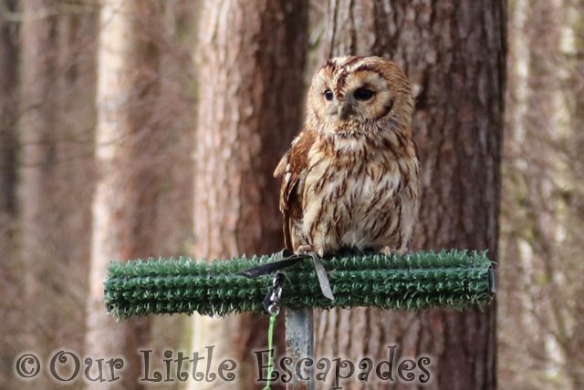 tawny owl encounter with owls center parcs